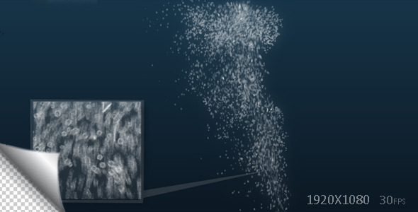 Trail Of Bubbles Trail Of Bubbles