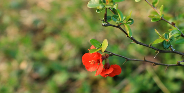 Bush With Flowers Bush With Flowers