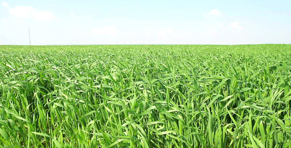 Green Wheat Field Green Wheat Field