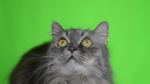 Cat Green Screen Cat Green Screen