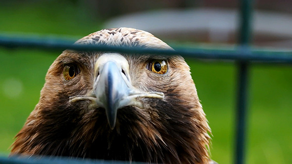 The Lesser Spotted Eagle The Lesser Spotted Eagle