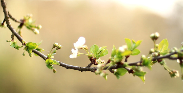 Single Cherry Flower Single Cherry Flower