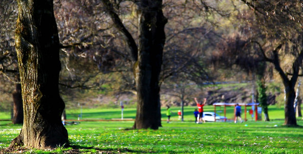 Playing in the Park Playing in the Park