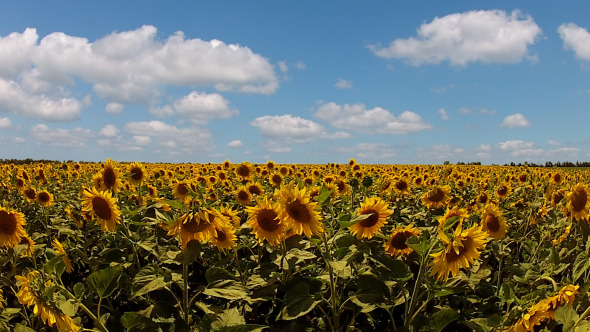 Sunflowers and Fast Clouds Sunflowers and Fast Clouds