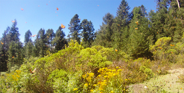 Monarch Butterflies Landscape Monarch Butterflies Landscape