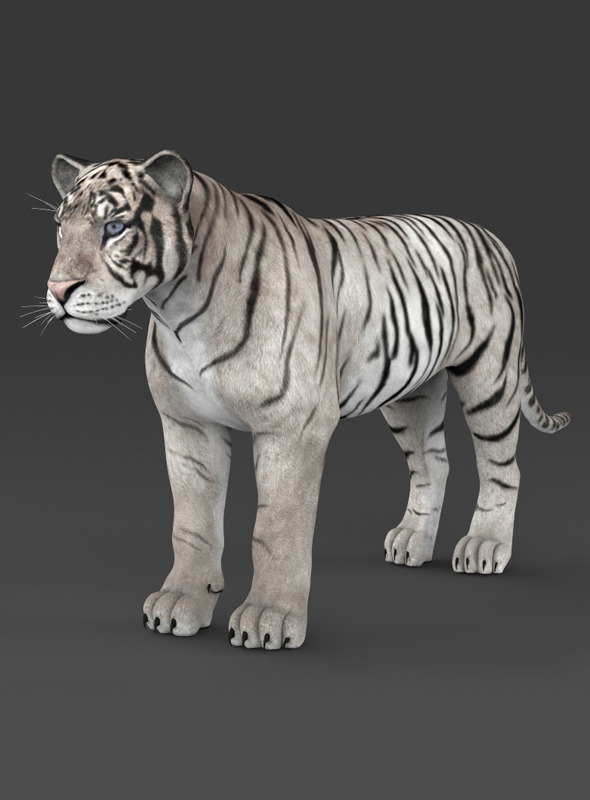 Realistic White Tiger Realistic White Tiger