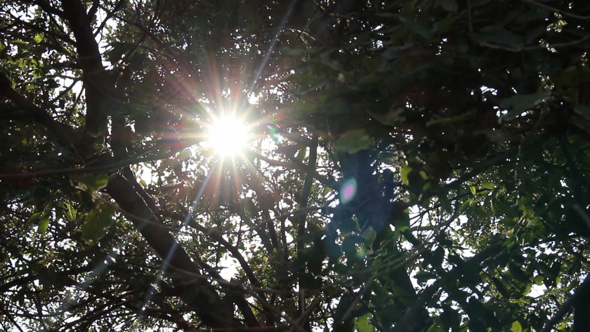 Sun Through Tree Sun Through Tree