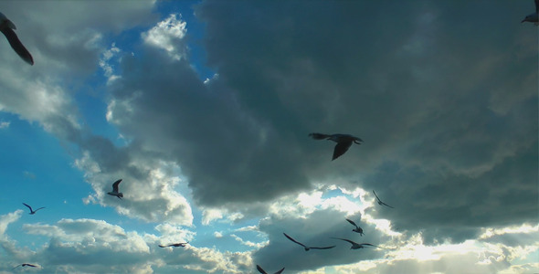 Seagulls and Clouds Seagulls and Clouds