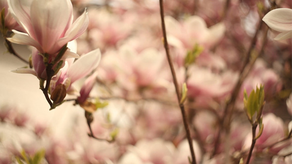 Blooming Magnolias Blooming Magnolias