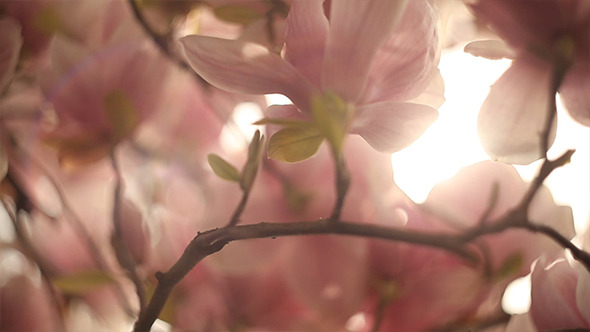 Blooming Magnolias Blooming Magnolias