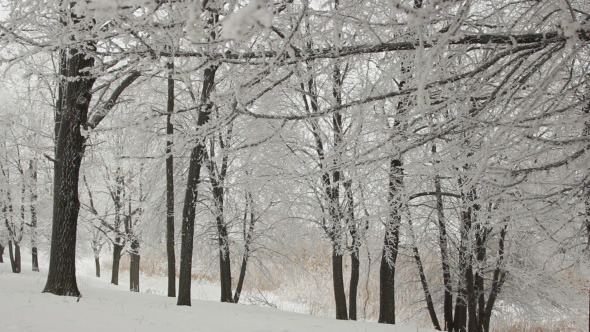 Winter Trees in Forest Winter Trees in Forest
