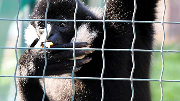 White-Cheeked Gibbons 2 White-Cheeked Gibbons 2