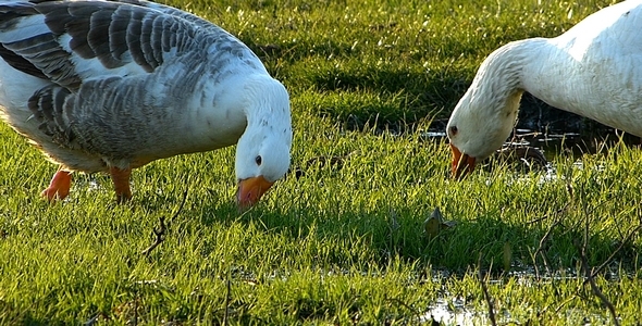 Domestic Geese 3 Domestic Geese 3