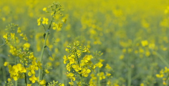 Canola Field 05 Canola Field 05