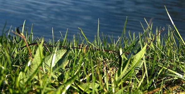 Grass and Water Grass and Water