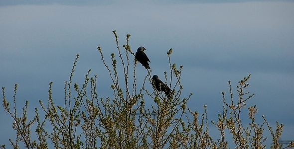 Jackdaw Corvus Monedula Jackdaw Corvus Monedula