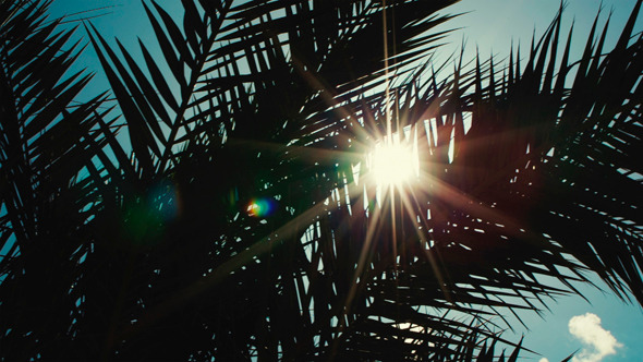 Sun Playing in Palm Leaves Sun Playing in Palm Leaves