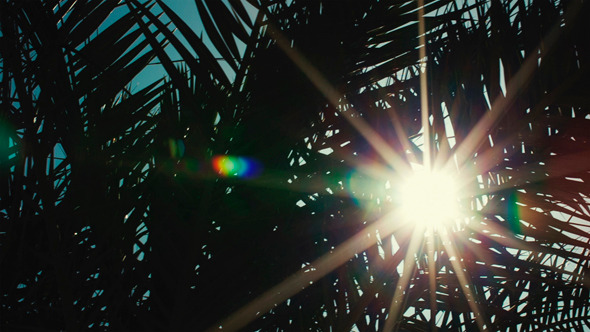 Tropical Sun Tropical Sun