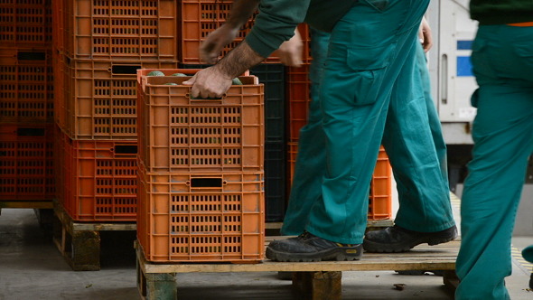Unloading Of Avocados Unloading Of Avocados