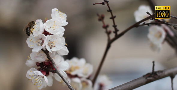 Bee On Cherries In The Wind 5 Bee On Cherries In The Wind 5