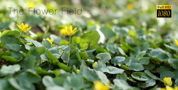 The Flower Field The Flower Field