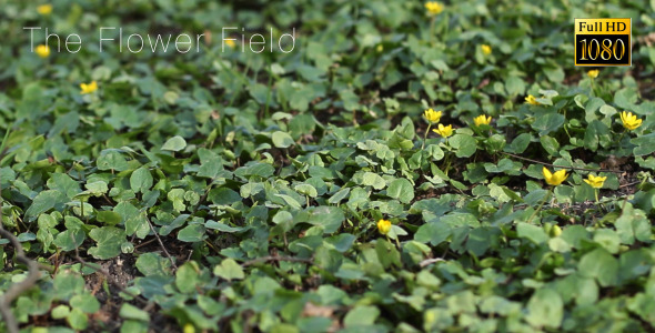 The Flower Field 2 The Flower Field 2