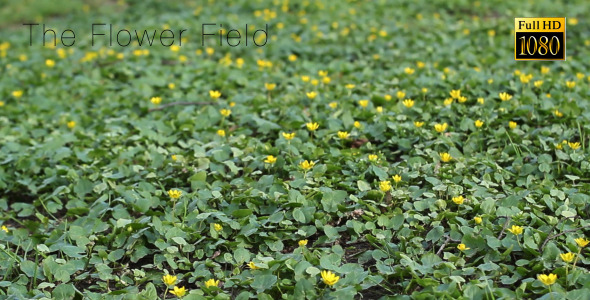 The Flower Field 3 The Flower Field 3