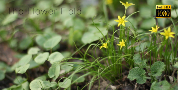 The Flower Field 7 The Flower Field 7