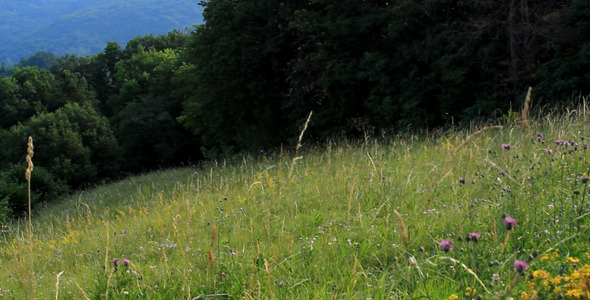 Forest Meadow Forest Meadow