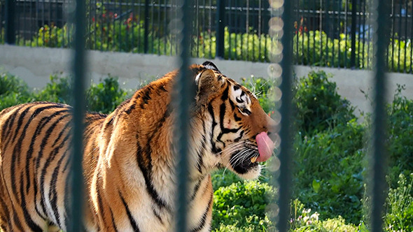 Tiger in a Zoo Tiger in a Zoo