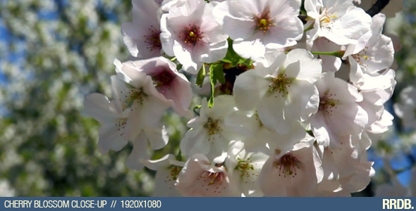 Cherry Blossom Close-Up Cherry Blossom Close-Up