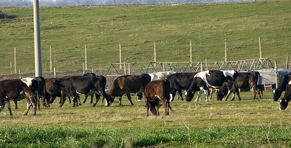 Herd of Cows 2 Herd of Cows 2