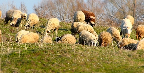 Sheep On A Pasture Miniature Effect Sheep On A Pasture Miniature Effect