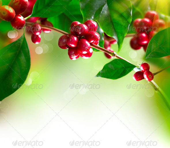 Coffee Plant. Branch of a Coffee Tree with Ripe Beans