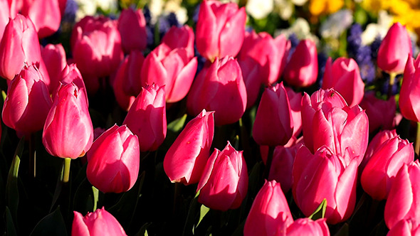 Pink Tulips 3 Pink Tulips 3