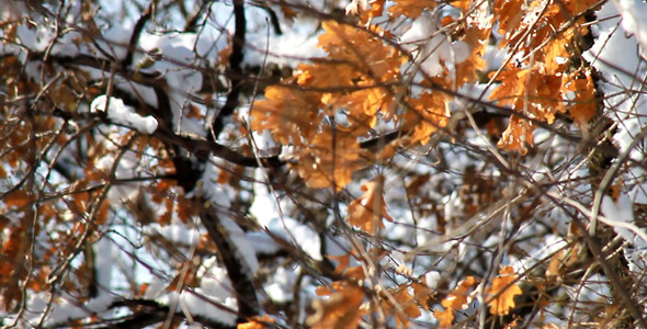 Winter Leaves Winter Leaves