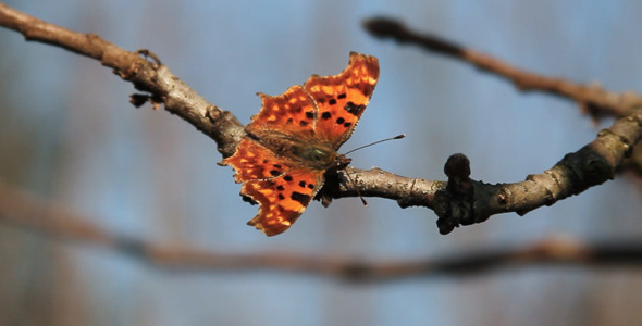 Orange Butterfly Orange Butterfly