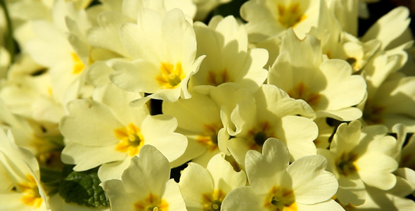 Primrose Primrose
