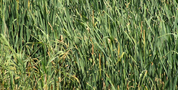Wind In The Grass Wind In The Grass