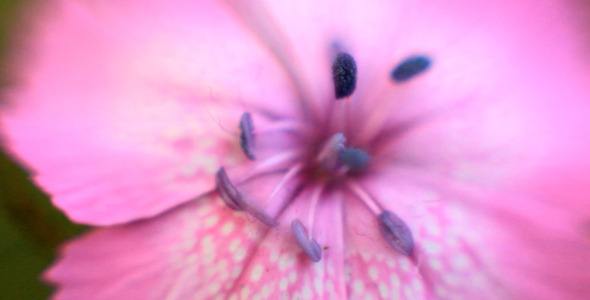 Macro Flower Macro Flower
