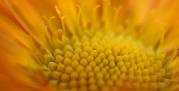 Macro Yellow Flower Macro Yellow Flower