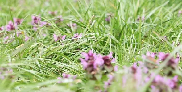 Flowers In The Grass 3 Flowers In The Grass 3