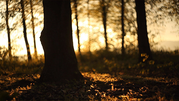 Forest in the Sunset 4 Forest in the Sunset 4
