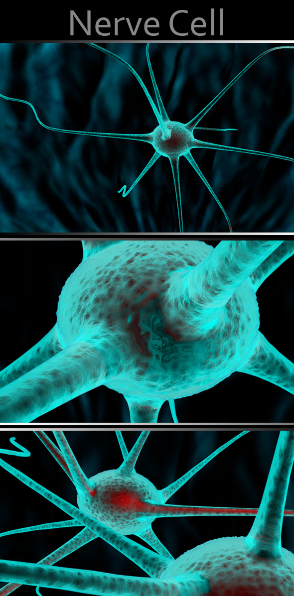 Nervce Cell - 3DOcean Item for Sale