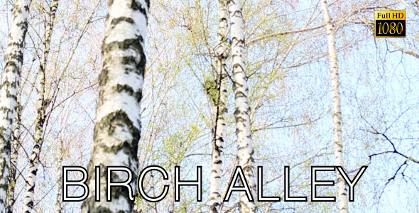 Birch Alley Birch Alley
