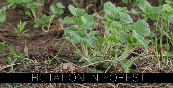 Rotation In Forest Rotation In Forest