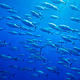 oceanicthemes