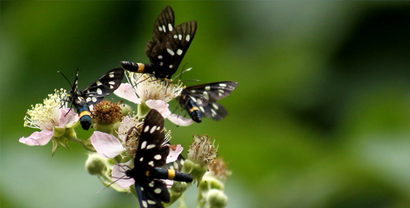 Moths on Flower Moths on Flower