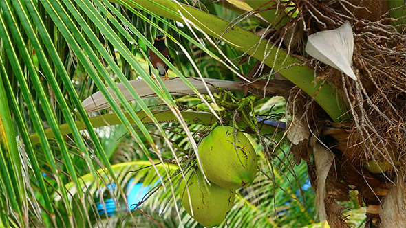 Bird on Coconut Tree Bird on Coconut Tree