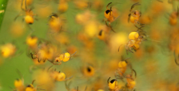 Small Spiders Small Spiders